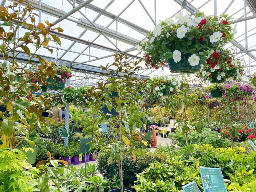 Bright greenhouse interior with hanging flower baskets above rows of potted plants and lush greenery underneath, metal and glass roof visible.