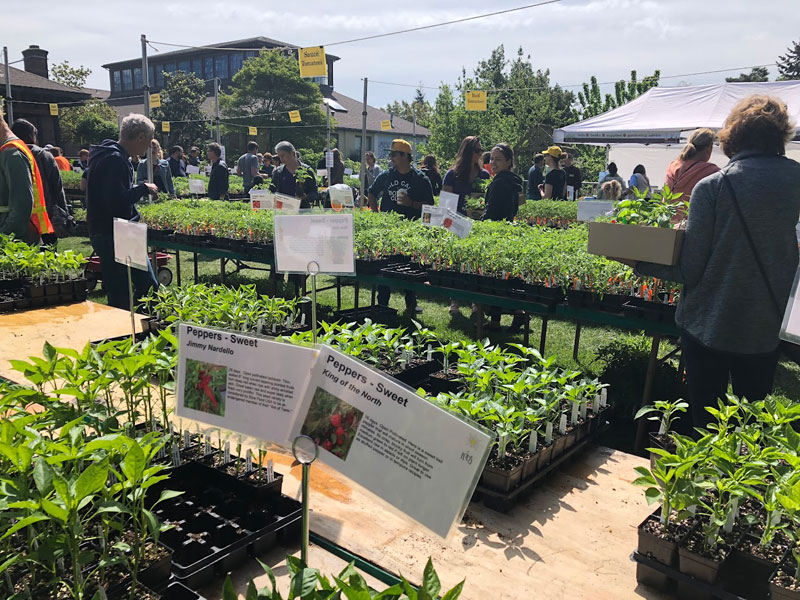 seattle-tilth-plant-sale-1