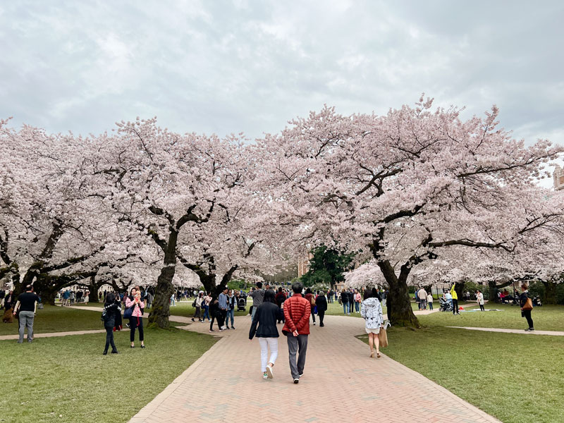 udcherryblossomsfestival20231