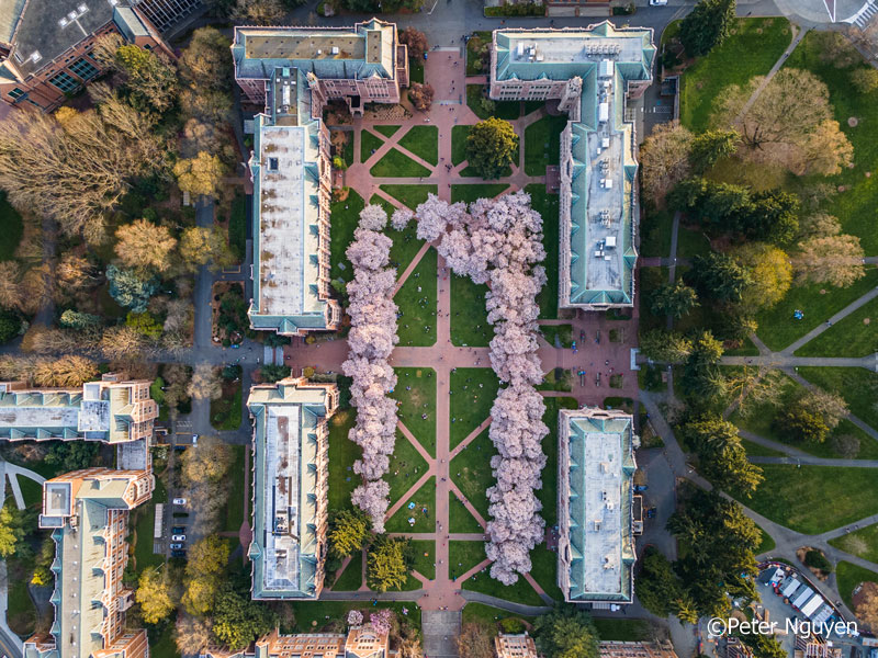 ワシントン大学のソメイヨシノ