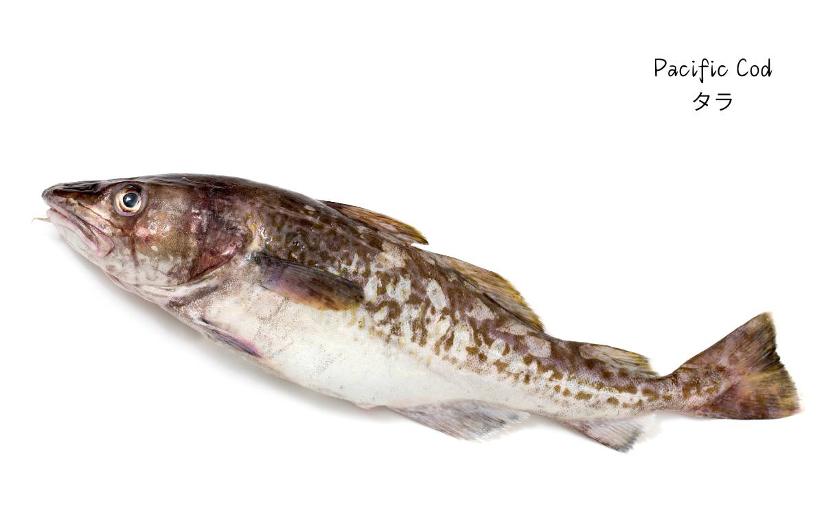 pacific-cod-1