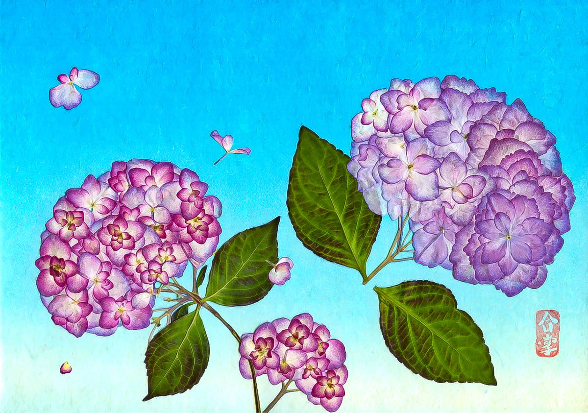 kusanagi-hydrangea-1