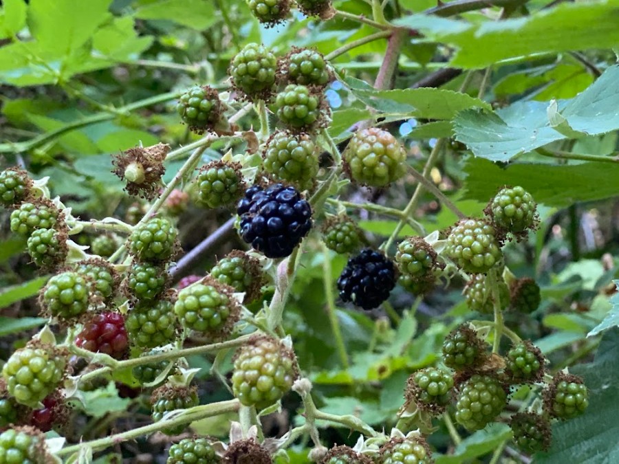 blackberry-6 - junglecity.com Bramble with clusters of green, red, and fully ripe blackberries on thorny stems.