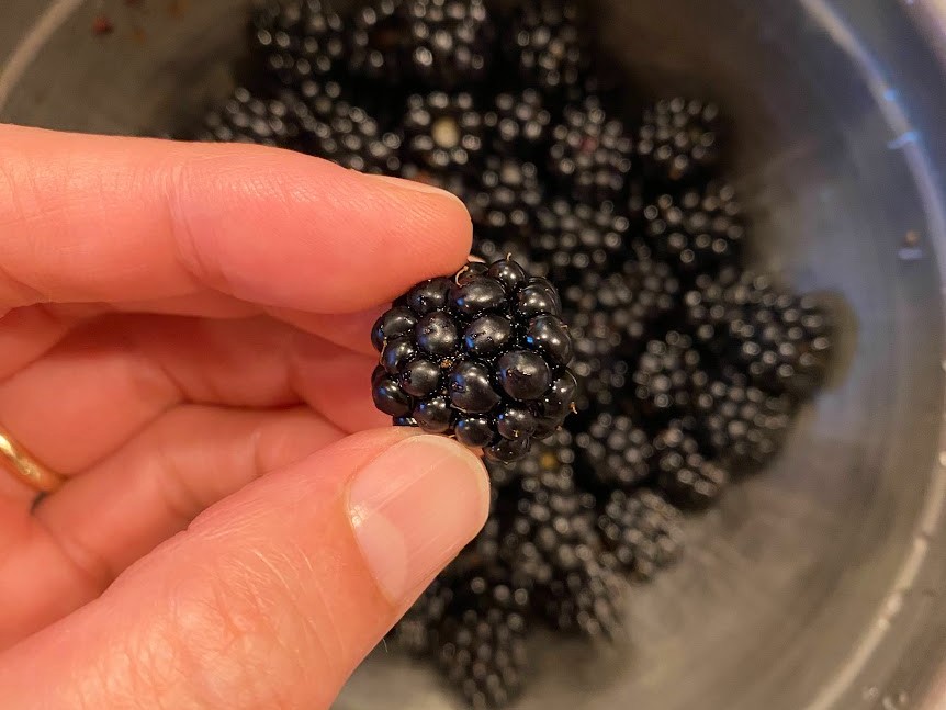 blackberry-7 - junglecity.com Close-up of a glossy ripe blackberry pinched between two fingers with a bucket of blackberries in the background.
