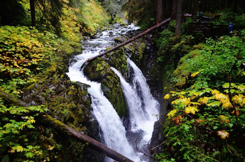 Waterfall cascading through a mossy rock gorge in a dense forest, surrounded by lush green foliage and fallen logs crossing the scene.