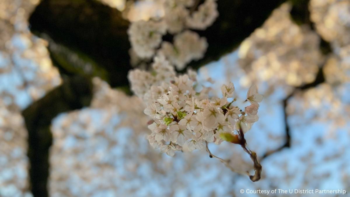 uw-sakura-20