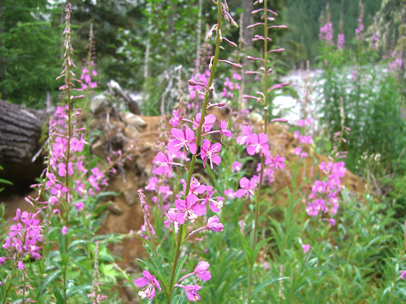 fireweed - junglecity.com