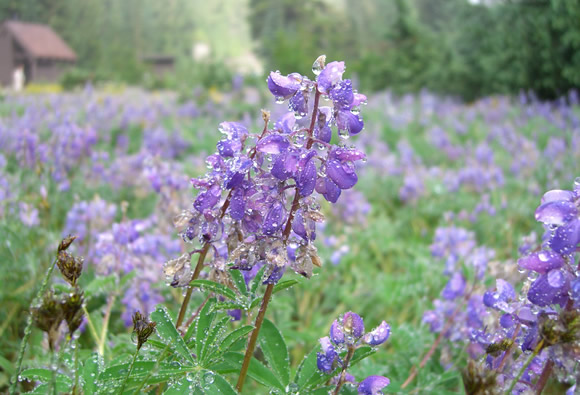 lupine - junglecity.com