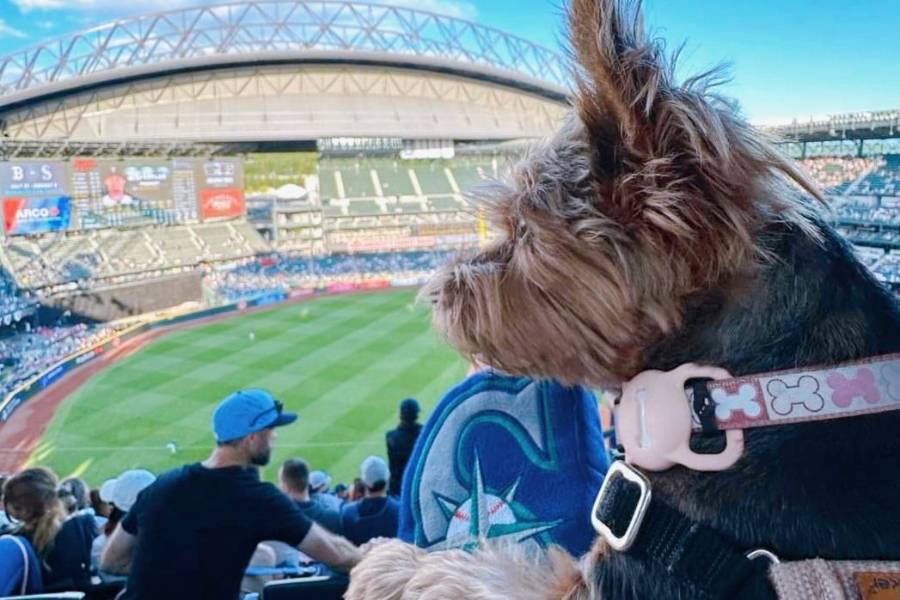 bark-at-the-park-3 - junglecity.com