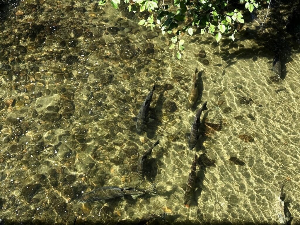 Group of dark crocodiles basking and swimming in clear shallow water near a rocky stream with overhanging leaves.
