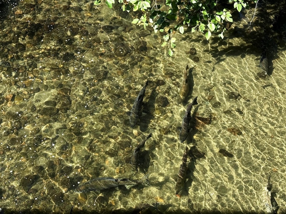 Group of dark crocodiles basking and swimming in clear shallow water near a rocky stream with overhanging leaves.