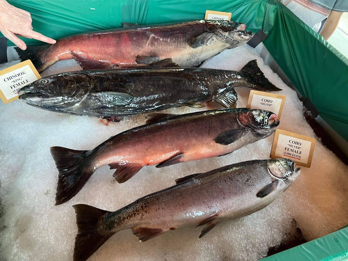 salmon-14