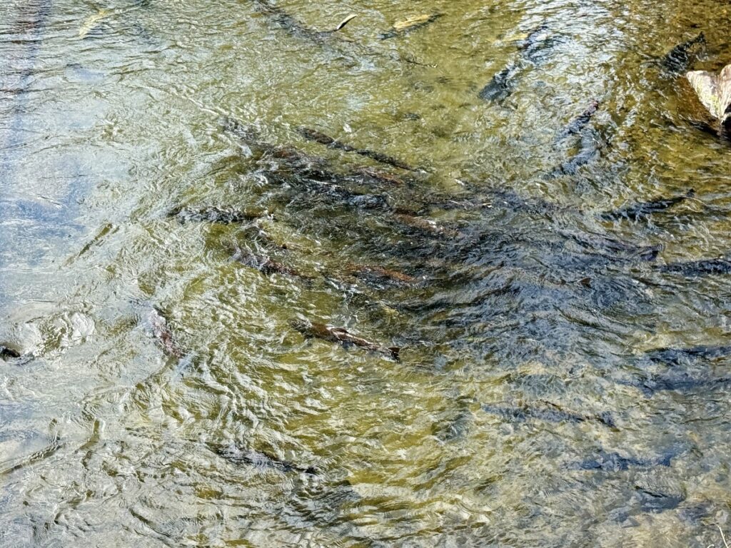 Shallow stream with clear water and submerged rocks and branches visible below the surface, sunlight reflecting off ripples.