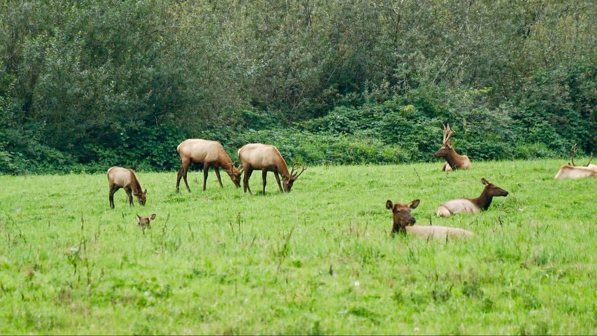elk-herd-1