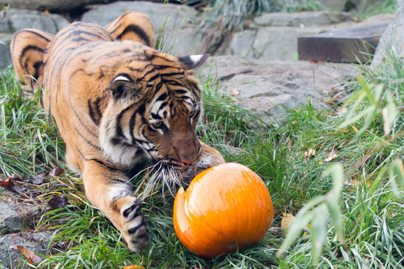 wpz-pumkinbash-1