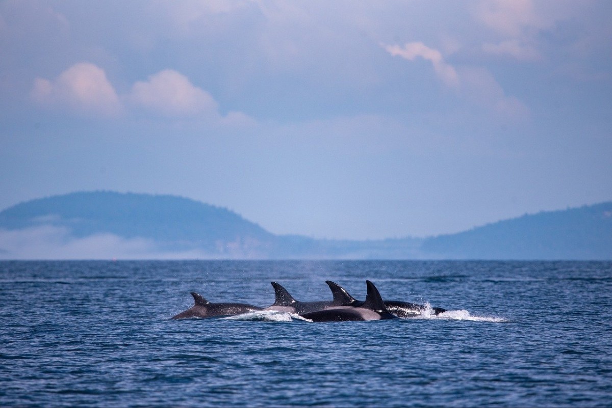orcas-3