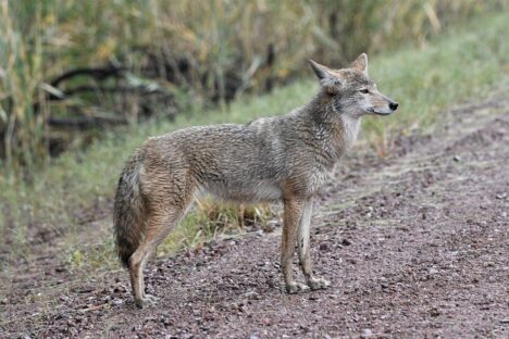 ランディ・ジョンソンの背番号「51」、ついにマリナーズの永久欠番に