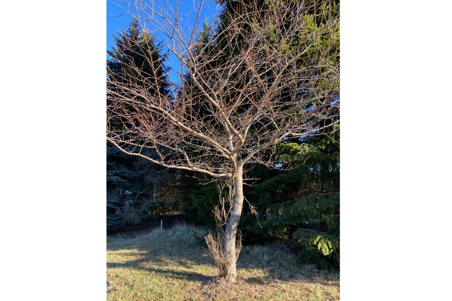 tenzen-6 - junglecity.com