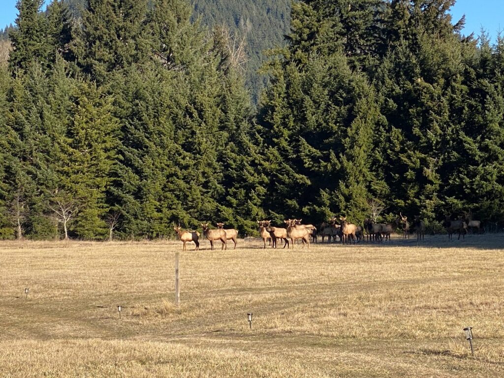 tenzen-9 - junglecity.com