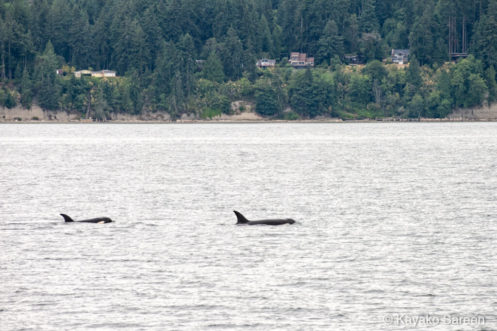 Two orcas swimming near the forested shoreline with houses in the background.