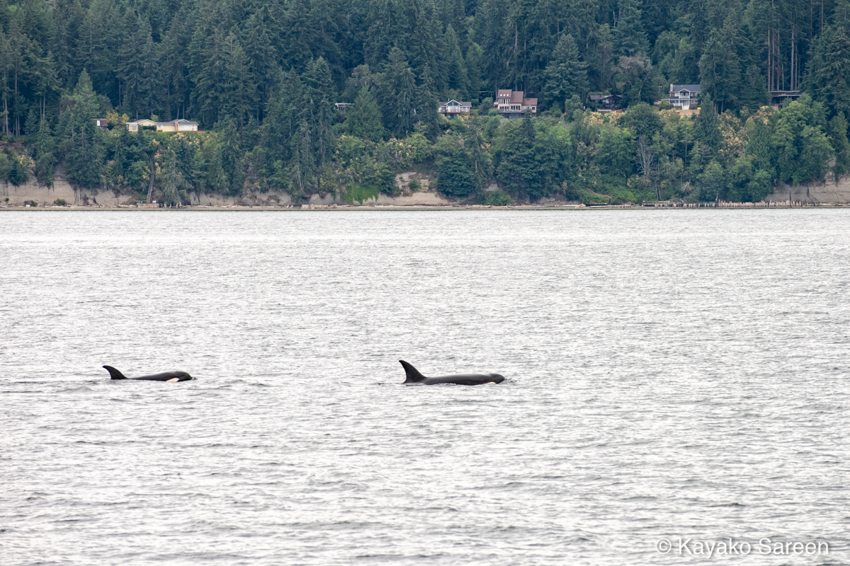 Two orcas swimming near the forested shoreline with houses in the background.
