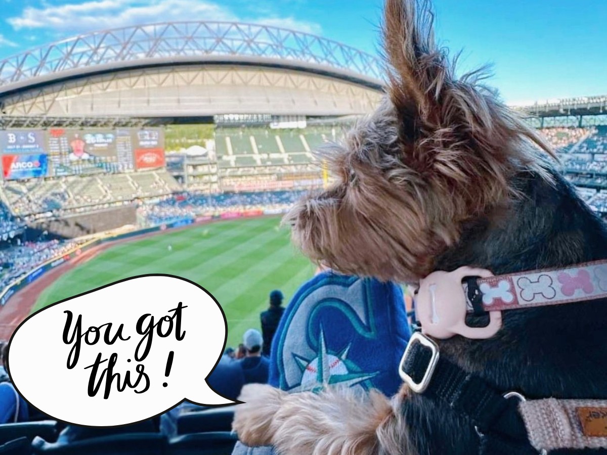 bark-at-the-park