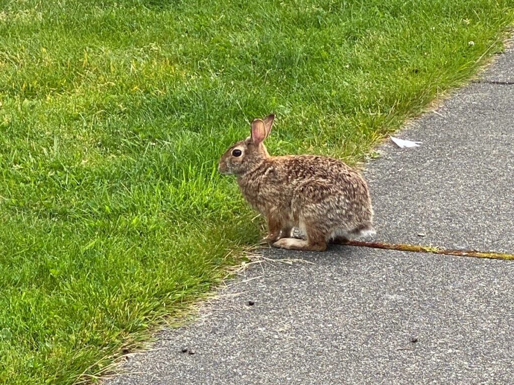 rabbit-2 - junglecity.com