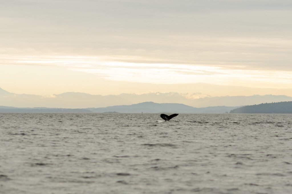 Whale tail fluke rises from calm ocean at sunset with hazy mountains in the distance.