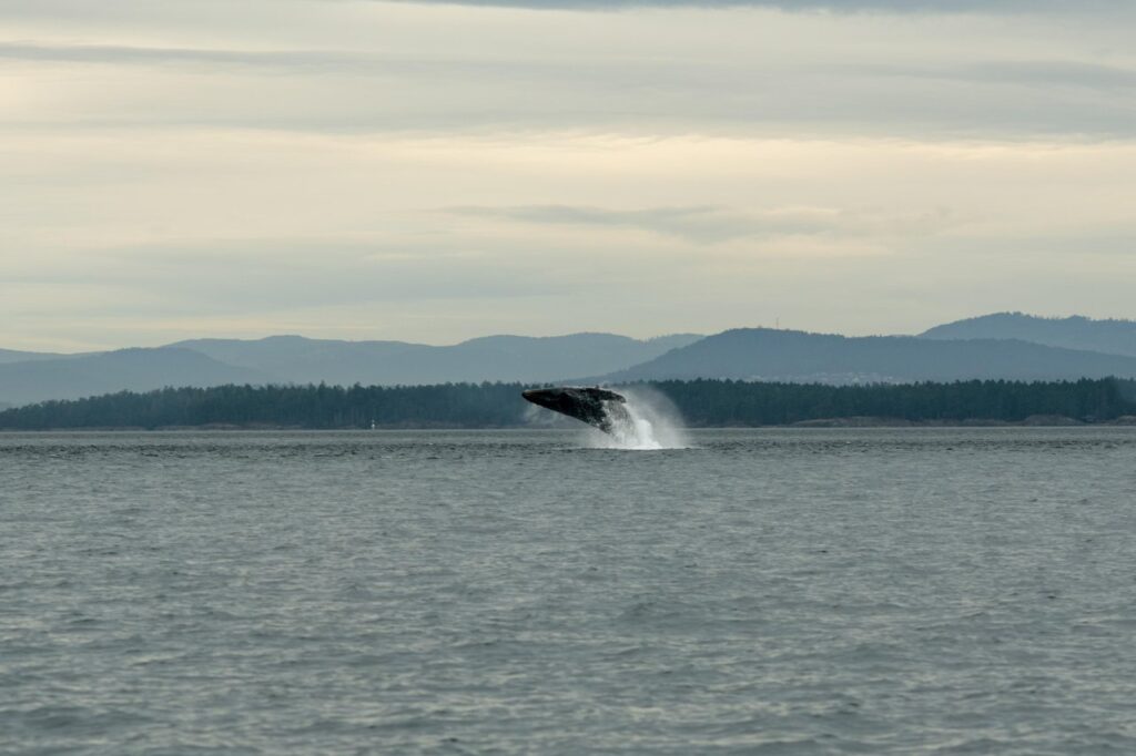 Whale breaching out of the sea, spray rising as it leaps near a distant forested coastline and hills.