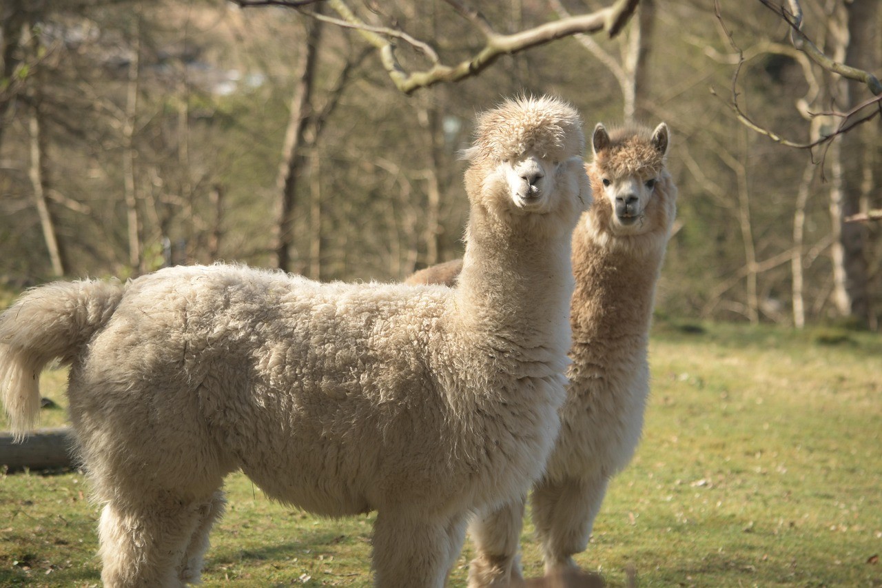 alpaca-1