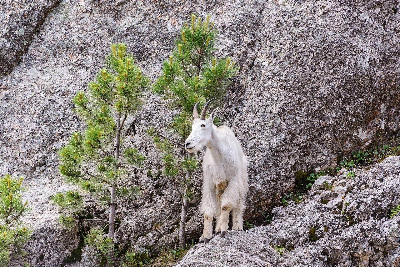 mountain-goat-2