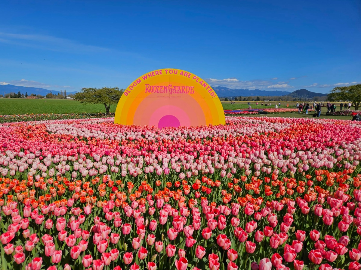 tulip-festival-22 - junglecity.com