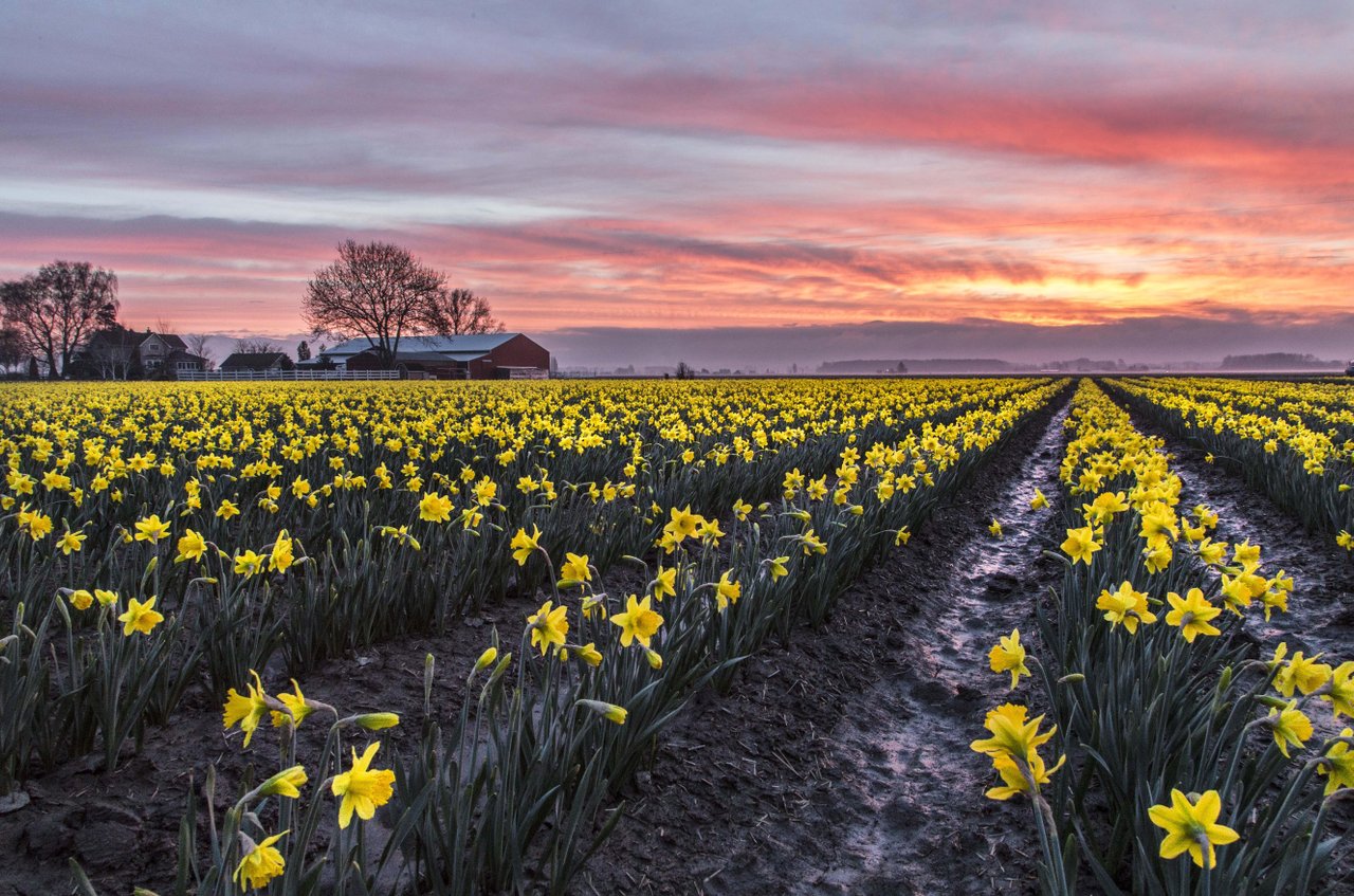 la-conner-daffodill-1