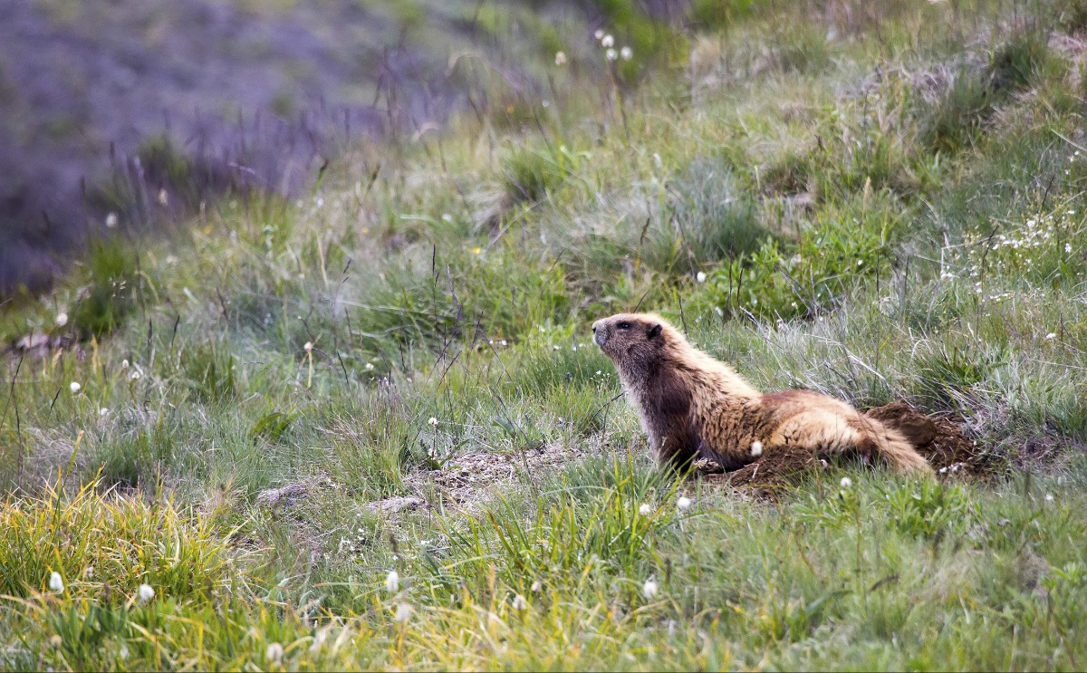 olympic-marmot-1