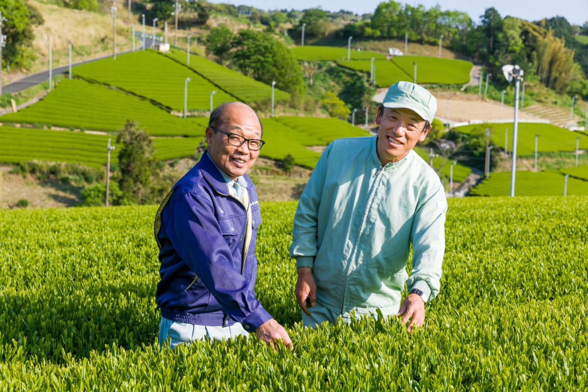 sugimoto-tea-3