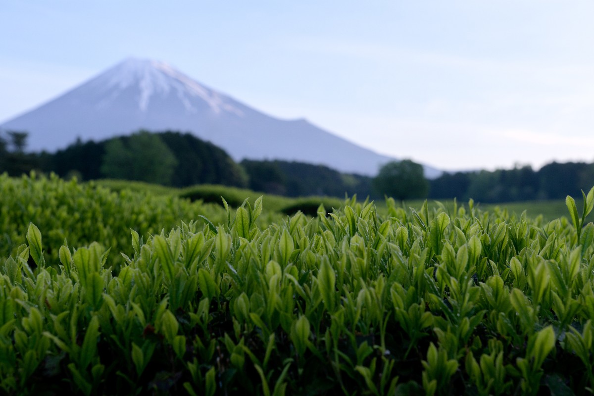 sugimoto-tea-4