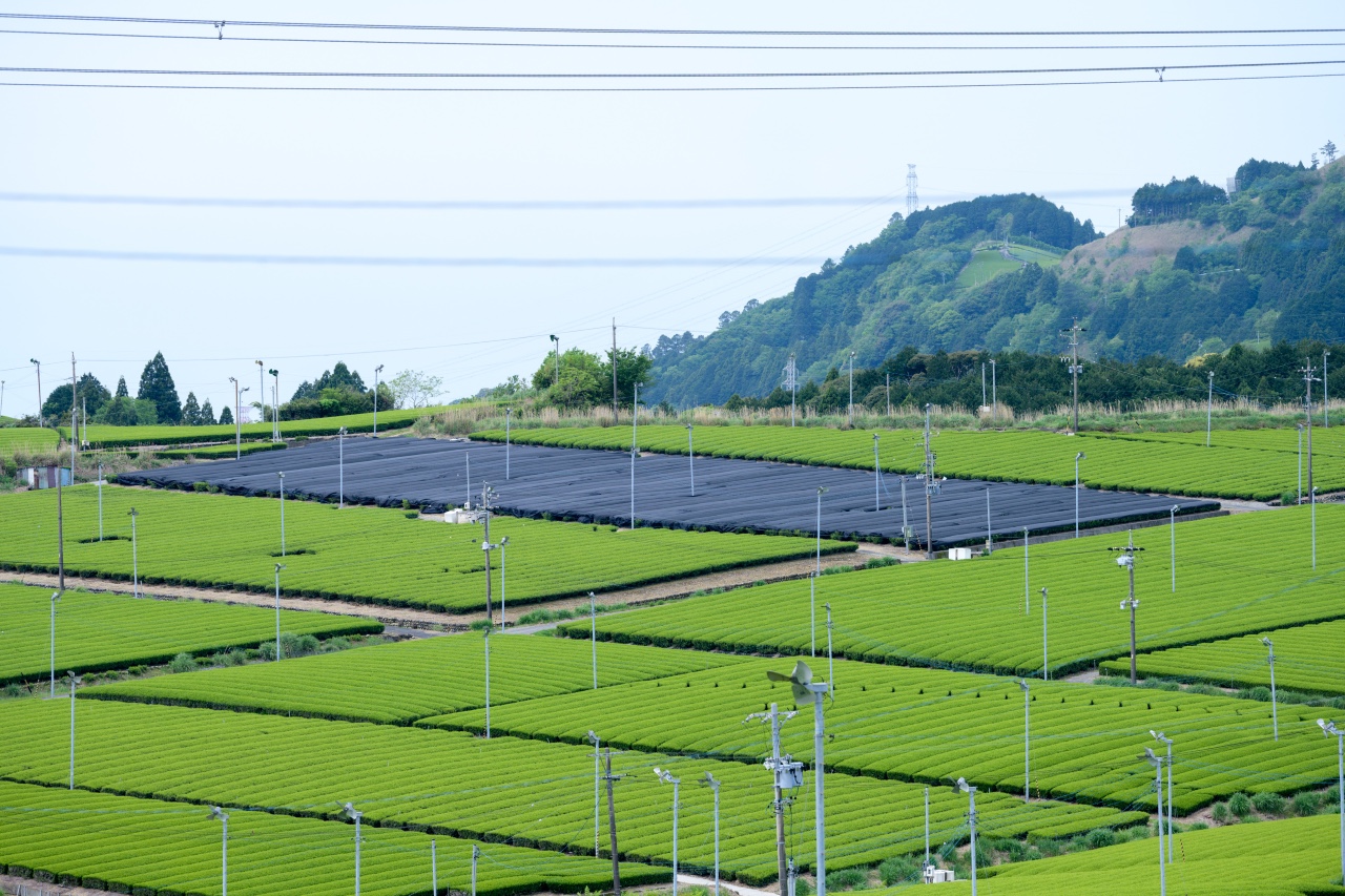 sugimoto-tea-9