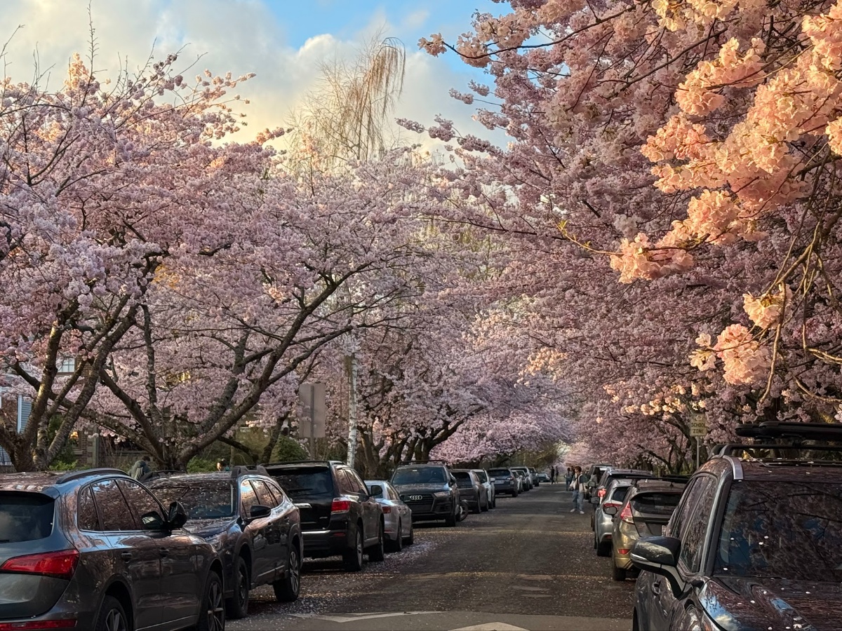 cherry-blossoms-sakura-5