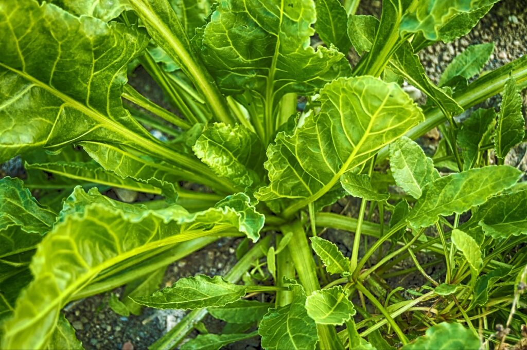 Bright green kale plant with thick stems and broad crinkled leaves growing in soil