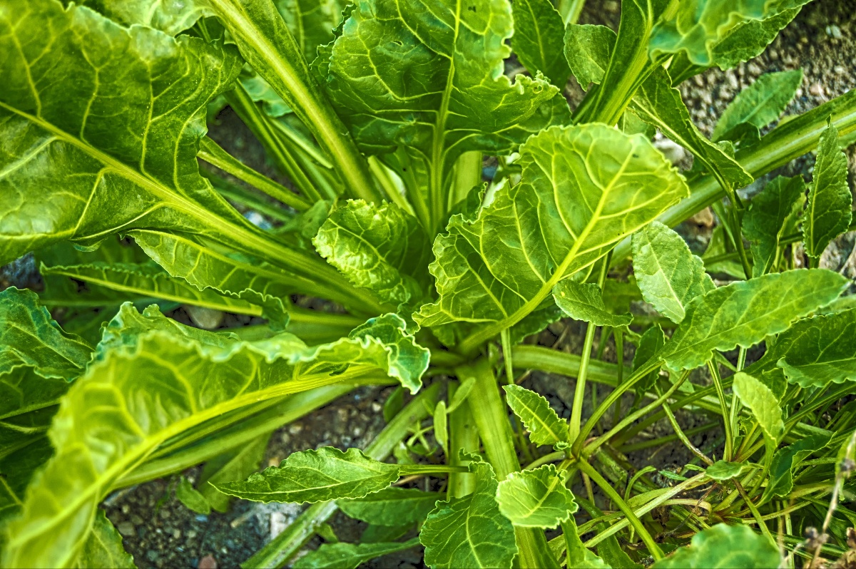 Bright green kale plant with thick stems and broad crinkled leaves growing in soil