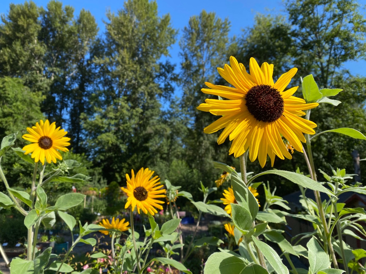 sunflower-1