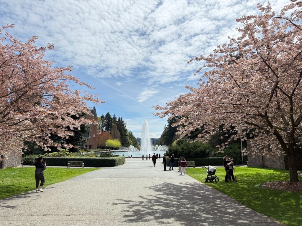 Park walkway lined with blooming cherry trees, a central fountain, and visitors strolling on a sunny day.