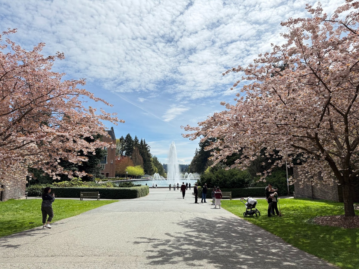Park walkway lined with blooming cherry trees, a central fountain, and visitors strolling on a sunny day.