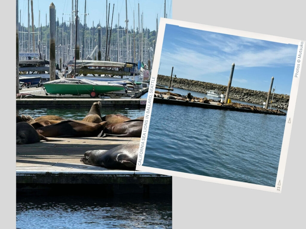 Marina scene with numerous sailboats and masts in the background, while several California sea lions rest on the dock in the foreground; a tilted Polaroid-style photo frame overlays the water.