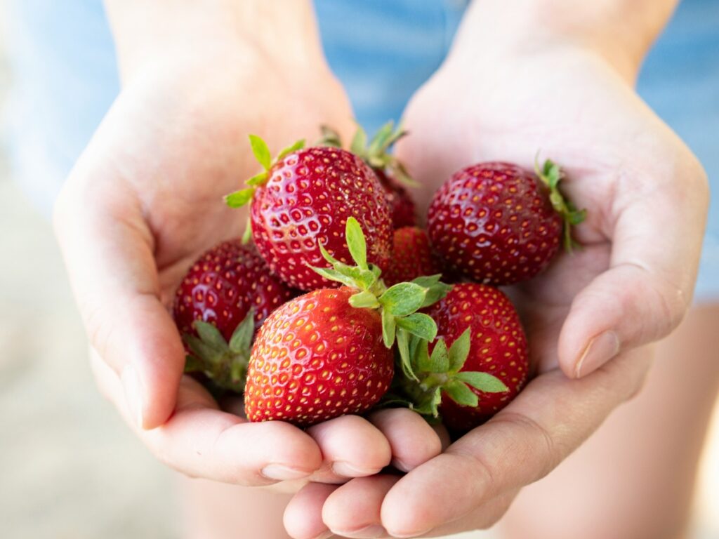 Hands cupped together holding several ripe red strawberries with green leaves.