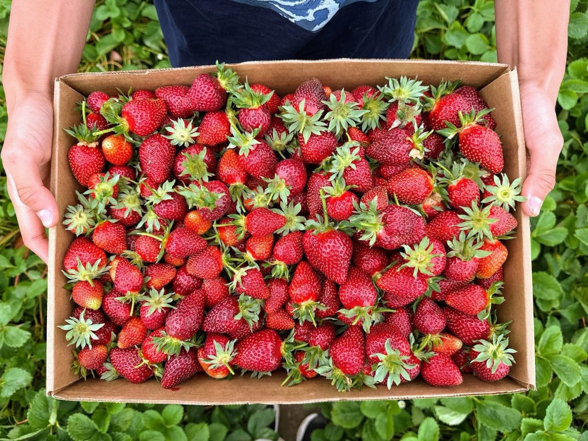 Box filled with fresh red strawberries being held by two hands over a strawberry patch.
