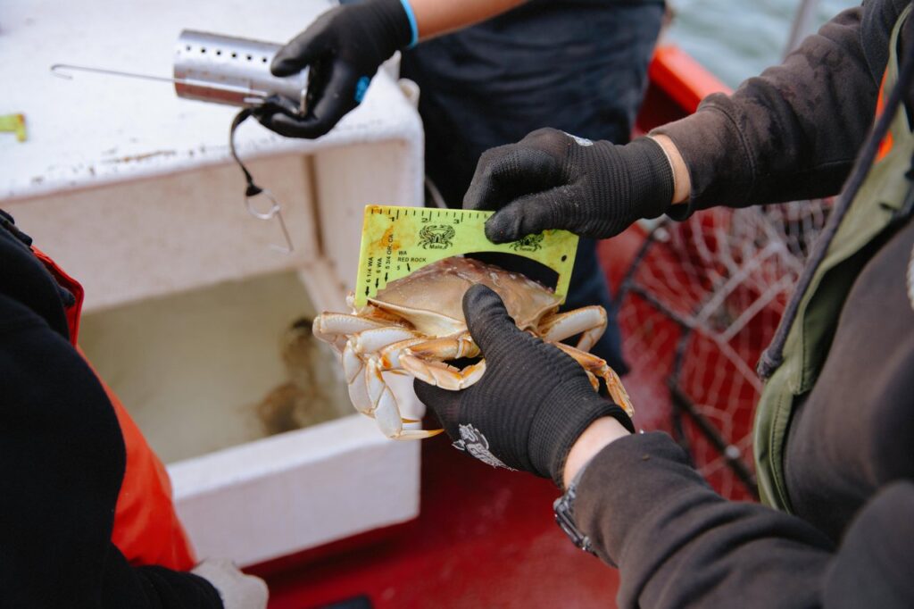 crabbing-1 - junglecity.com Gloved hands hold a crab while a yellow measuring card is placed on its back aboard a fishing boat, assessing size.