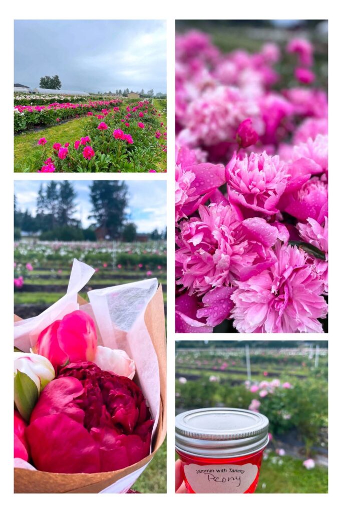 simply-peonies-1 - junglecity.com Collage of pink flowers from a farm: garden beds of pink blossoms, a wrapped pink bouquet, a close-up of pink peonies, and a jar of jam labeled Jammin with Tammy.