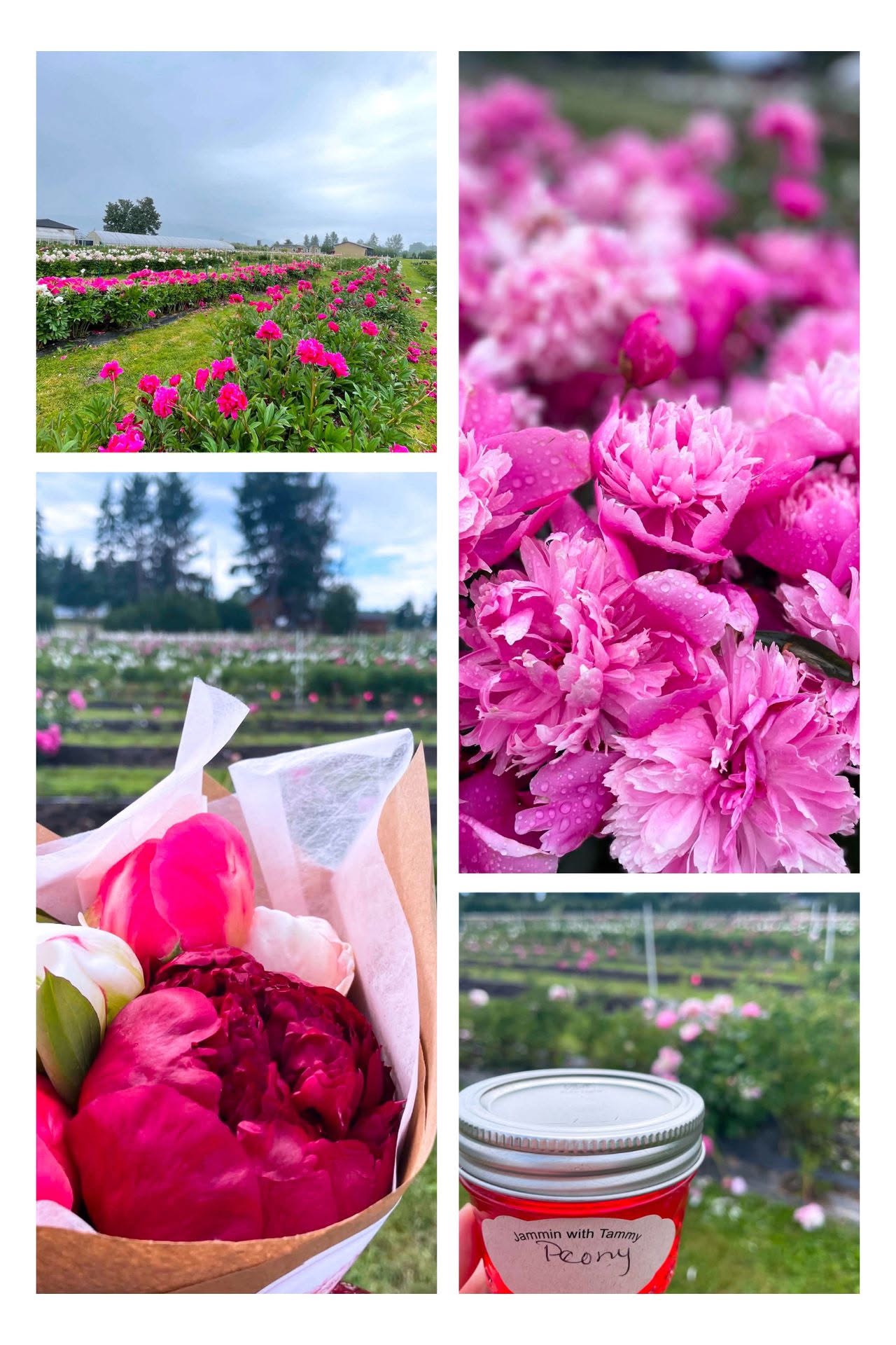simply-peonies-1