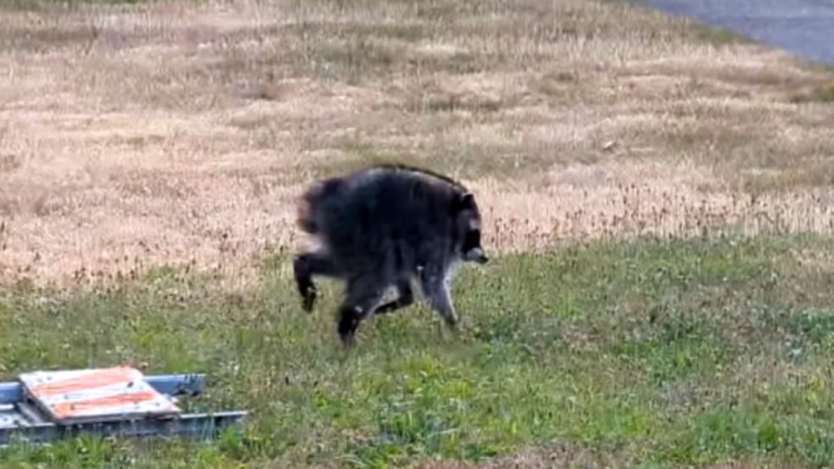 Raccoon running across a grassy field with a pallet-like object in the foreground to the left.